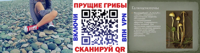 цены   Вельск  Галлюциногенные грибы Psilocybe 
